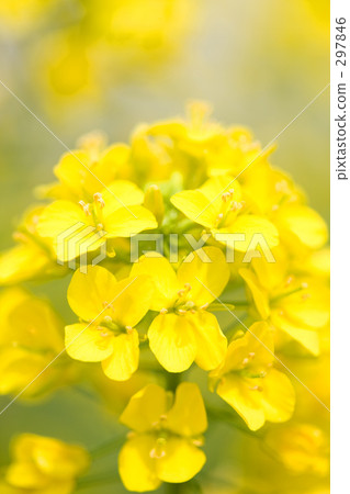 Rape blossoms 297846