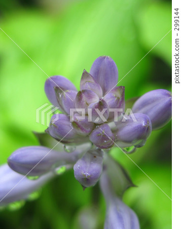 Giboshi的花露水 Giboshi的花露水 299144