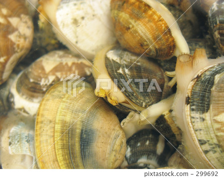 沙剝蛤蜊 沙剝蛤蜊 299692