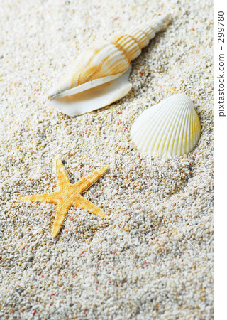 海灘貝殼 299780