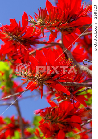 街道樹 行道樹 琉球 299923