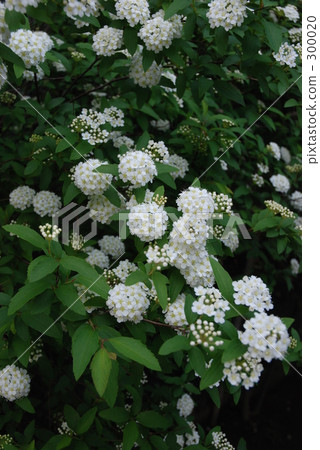 Flower · Kodemari (Raku-en) 300020