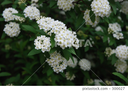 Flower · Kodemari (Raku-en) 300027