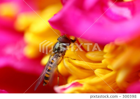 馬蠅 昆蟲 蟲子 300398