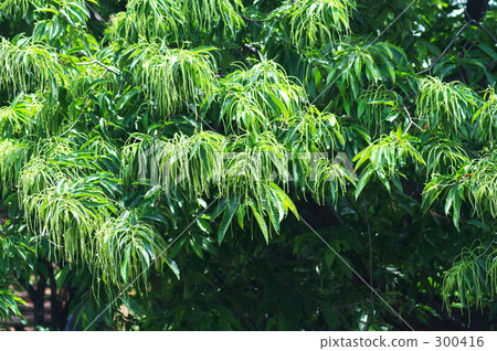 栗子花盛開初夏 300416