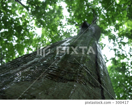 森林壩 森林壩 300417