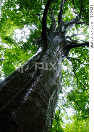 來自天堂的恩典 300425