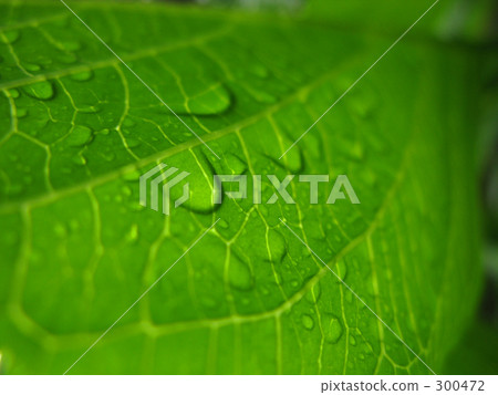 Hydrangea water droplet back pattern 300472
