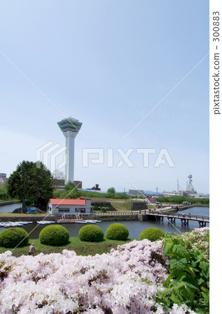 五稜郭塔 五棱郭塔 杜鵑花 300883