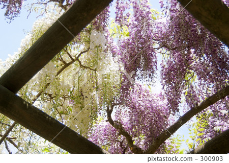 wisteria, sight-seeing area, sightseeing area 300903