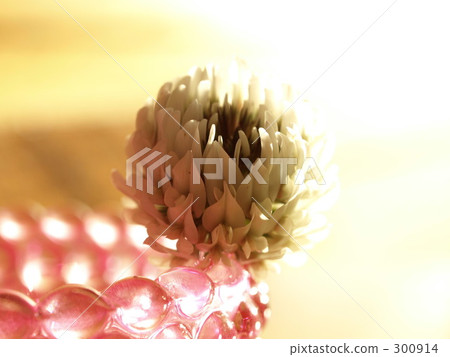 春天的花 春暖花開 白色三葉草 300914