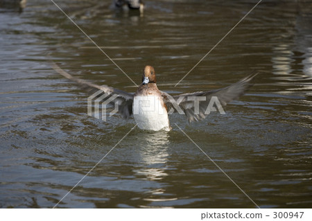 拍打Hydrigam♂ 300947