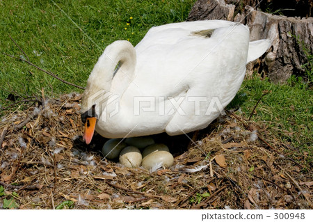 拿著雞蛋的Cobb天鵝 300948