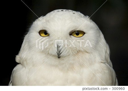 白貓頭鷹 300960