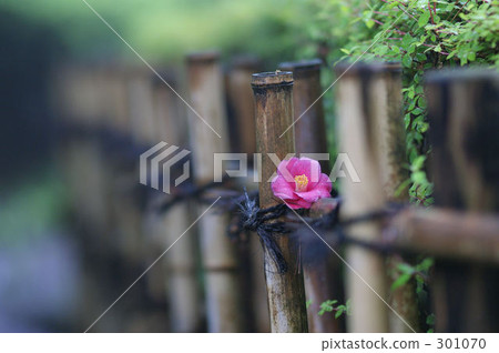 對沖花 對沖花 301070