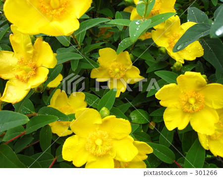 精華在雨中變濕 301266