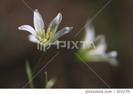 Hoso Banano Amana Hoso Banano Amana 301270