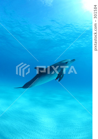 巴哈馬的泰國鯖魚海豚 301584