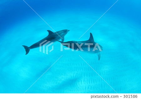 一對泰國馬鯖魚海豚和沙紙 301586