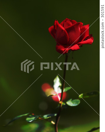 玫瑰花 玫瑰 薔薇 301591
