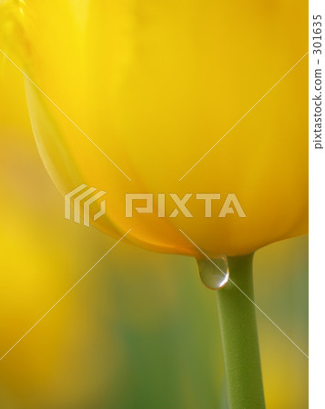 京都植物園 美麗 鬱金香 301635