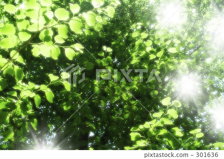 Komorebi Komorebi 301636