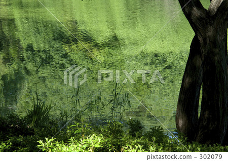 Fresh green water surface Fresh green water surface 302079