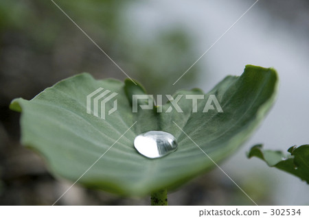 水滴 水滴 302534
