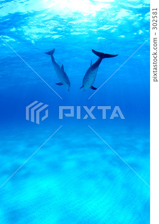 Swimming with a pair of Thai madara dolphins Swimming with a pair of Thai madara dolphins 302581