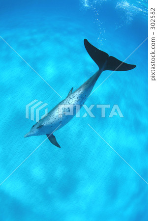 Sandpaper and Thailand Madara dolphin Sandpaper and Thailand Madara dolphin 302582