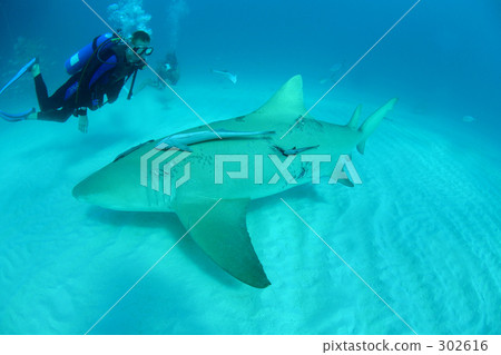 Lemon Shark and Diver 302616