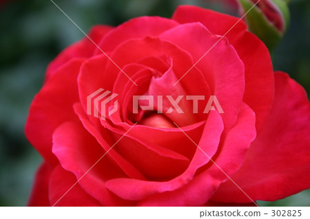 玫瑰 薔薇 玫瑰花 302825