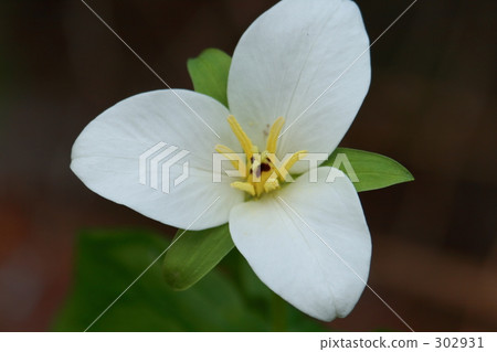 Ooba nano enlivis 302931