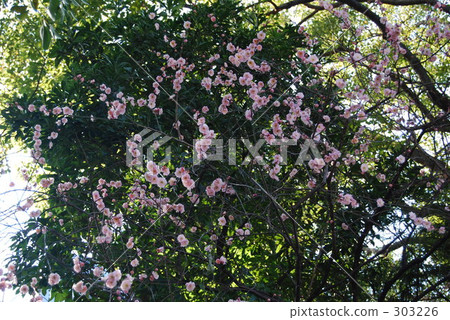 花朵 花 花卉 303226