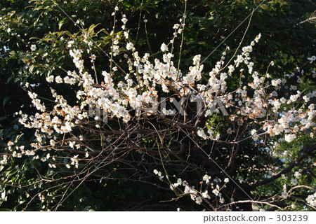 花朵 花 花卉 303239