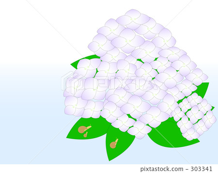  hydrangea 303341