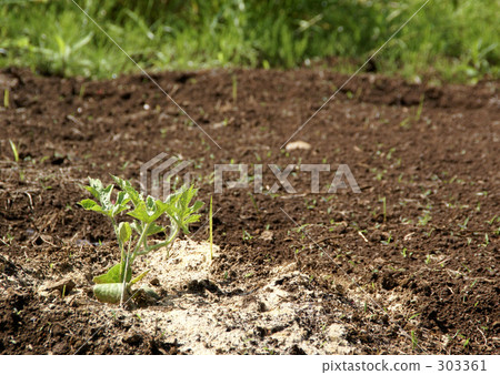 I planted watermelon 303361