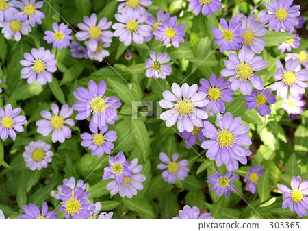 Miyako Wasure 303365