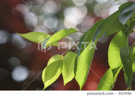 胡椒與陽光 胡椒與陽光 303496