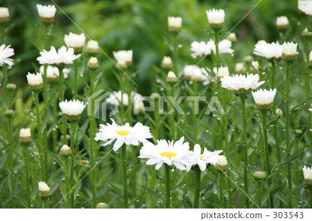 Margaret in the rain 303543