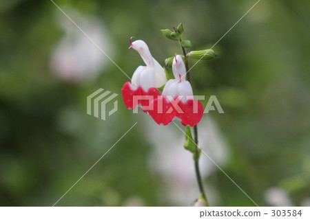 充滿激情的紅唇 303584