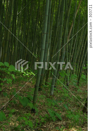 hakata, dark green, knot 303711