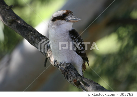 澳大利亞 澳洲 澳大利亞人 303762