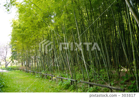 hakata, dark green, knot 303817