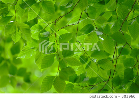 綠茵 綠茵 303960