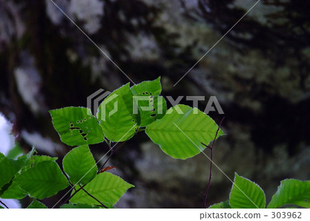 beeches, japanese beech, foliage 303962