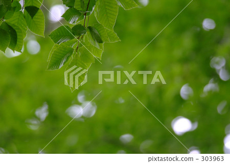 自然景色 環境 看守 303963