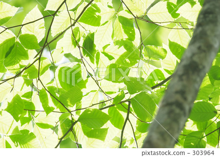 容易綠色 容易綠色 303964