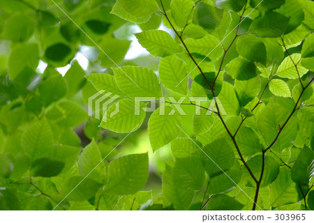 自然景色 環境 看守 303965