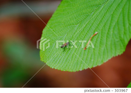 葉子上的昆蟲 葉子上的昆蟲 303967